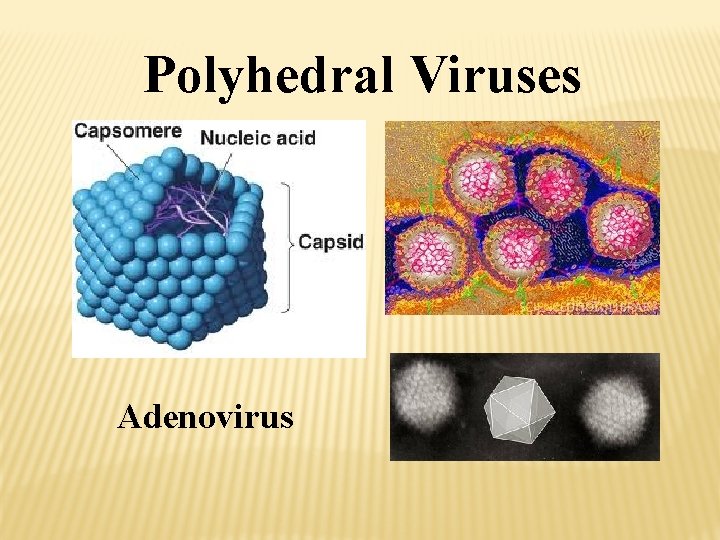 Polyhedral Viruses Adenovirus 