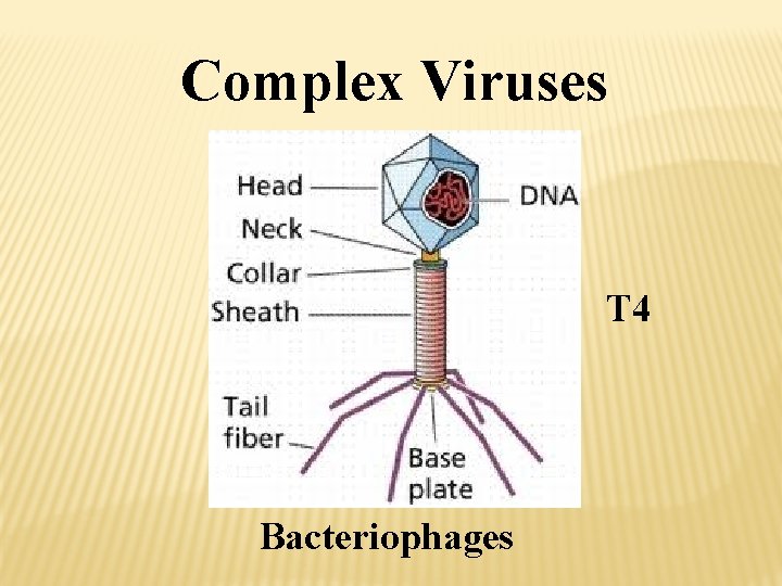 Complex Viruses T 4 Bacteriophages 