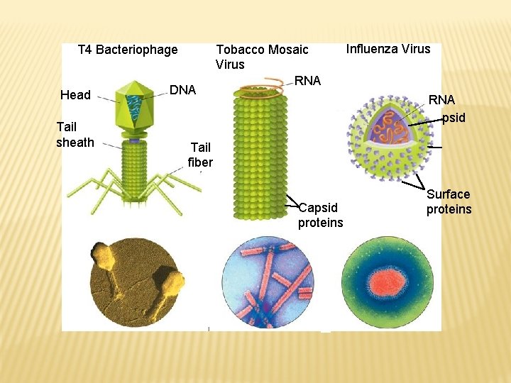 T 4 Bacteriophage Head Tail sheath DNA Tobacco Mosaic Virus RNA Influenza Virus RNA