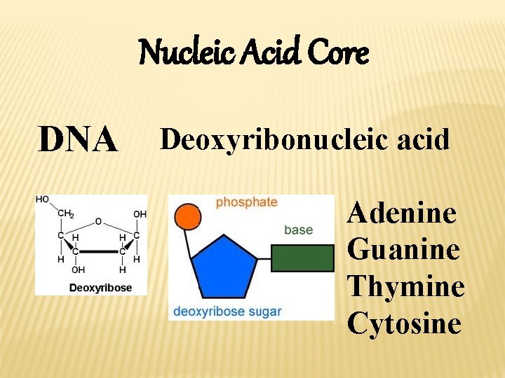 Nucleic Acid Core DNA Deoxyribonucleic acid Adenine Guanine Thymine Cytosine 