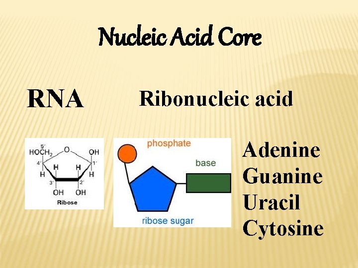 Nucleic Acid Core RNA Ribonucleic acid Adenine Guanine Uracil Cytosine 