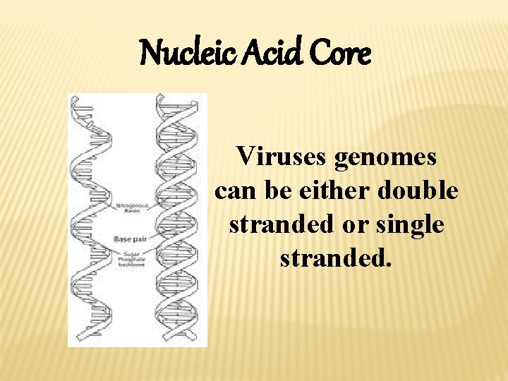 Nucleic Acid Core Viruses genomes can be either double stranded or single stranded. 