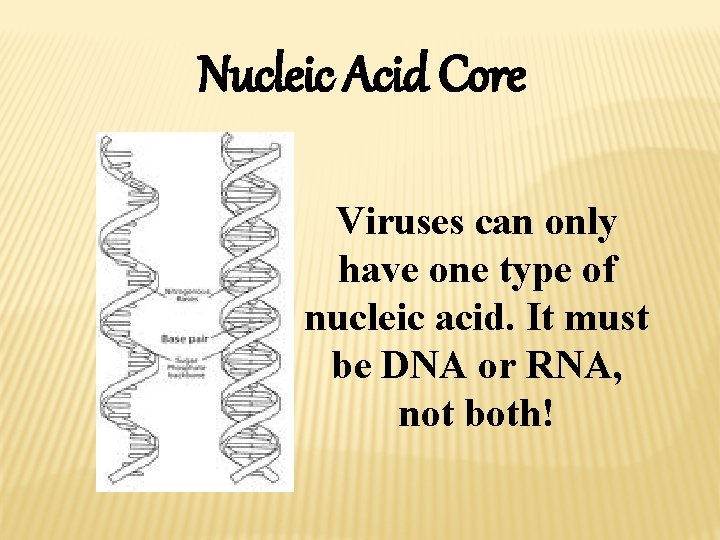 Nucleic Acid Core Viruses can only have one type of nucleic acid. It must