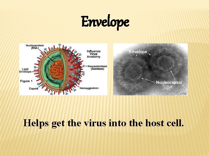 Envelope Helps get the virus into the host cell. 