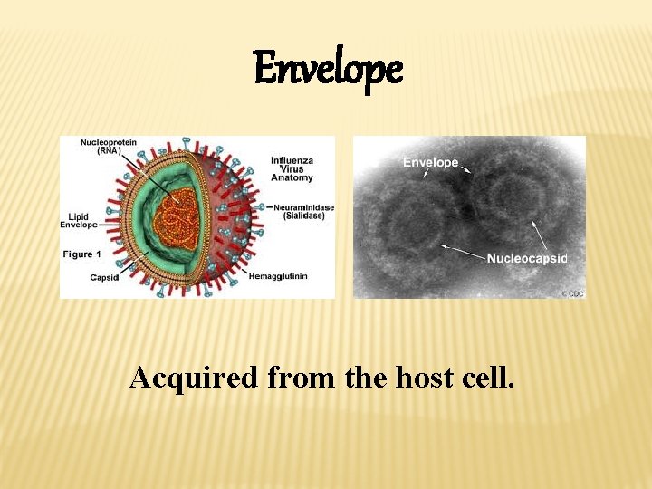 Envelope Acquired from the host cell. 