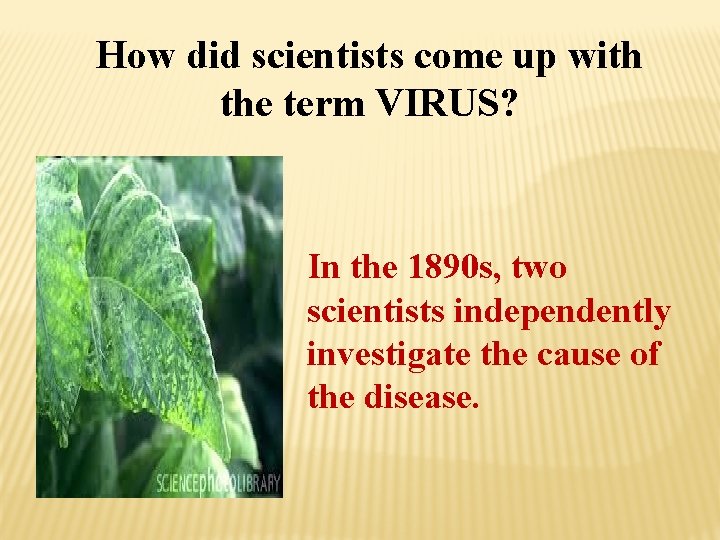 How did scientists come up with the term VIRUS? In the 1890 s, two