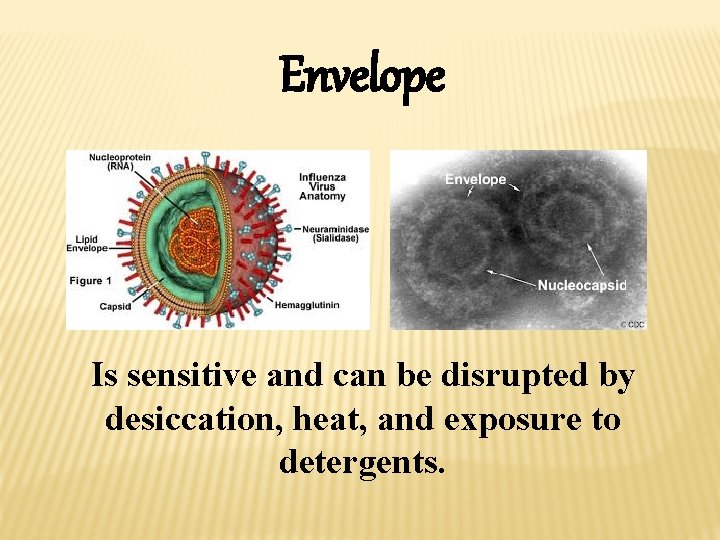 Envelope Is sensitive and can be disrupted by desiccation, heat, and exposure to detergents.