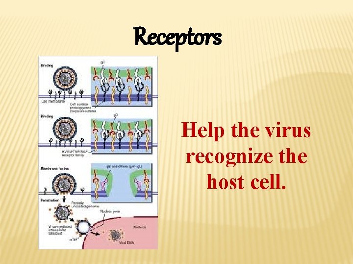 Receptors Help the virus recognize the host cell. 