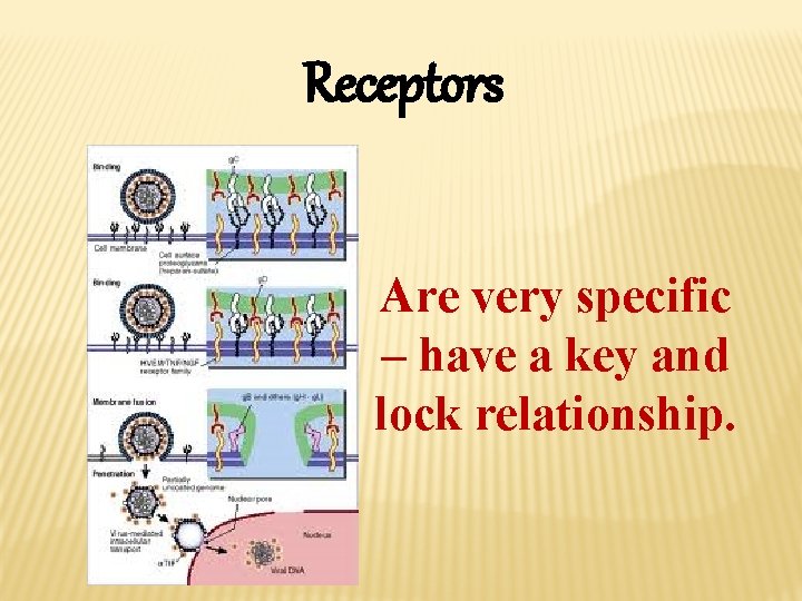 Receptors Are very specific – have a key and lock relationship. 