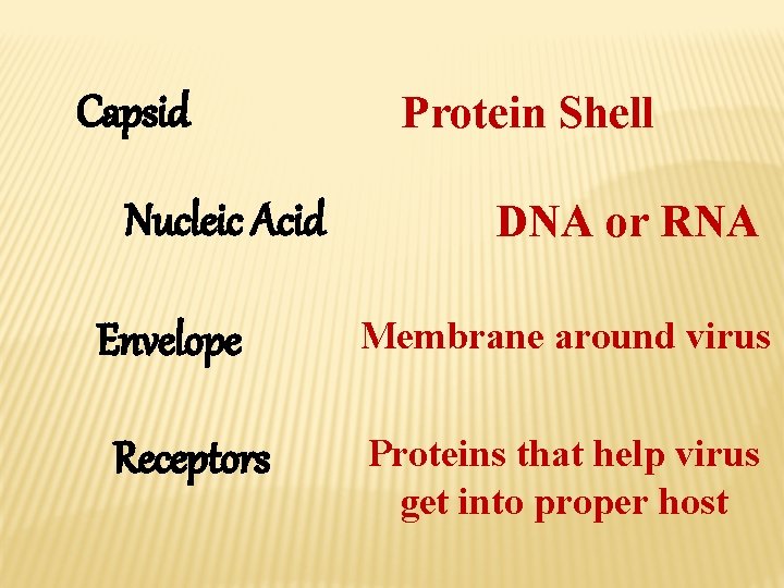 Capsid Nucleic Acid Envelope Receptors Protein Shell DNA or RNA Membrane around virus Proteins