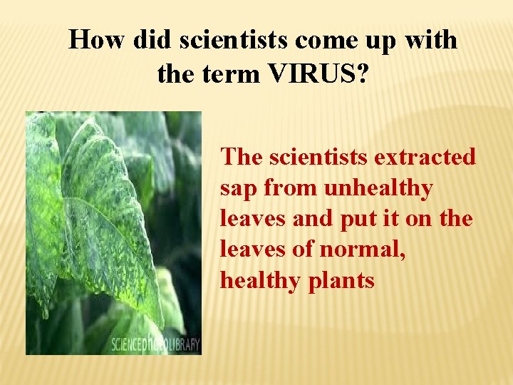 How did scientists come up with the term VIRUS? The scientists extracted sap from