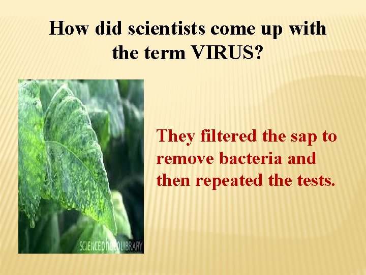 How did scientists come up with the term VIRUS? They filtered the sap to