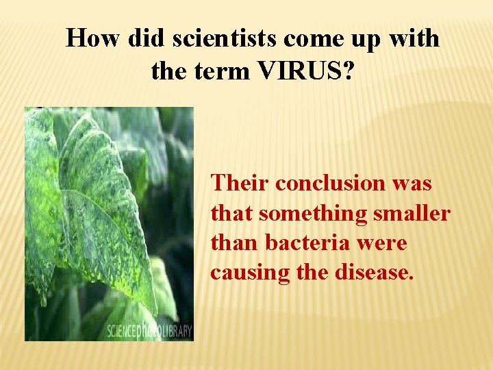 How did scientists come up with the term VIRUS? Their conclusion was that something