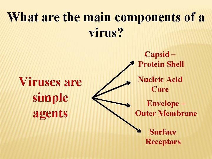 What are the main components of a virus? Capsid – Protein Shell Viruses are