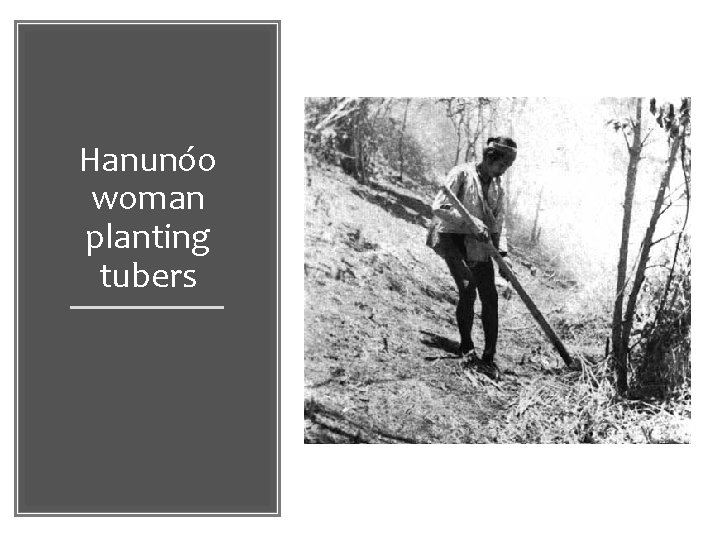 Hanunóo woman planting tubers 