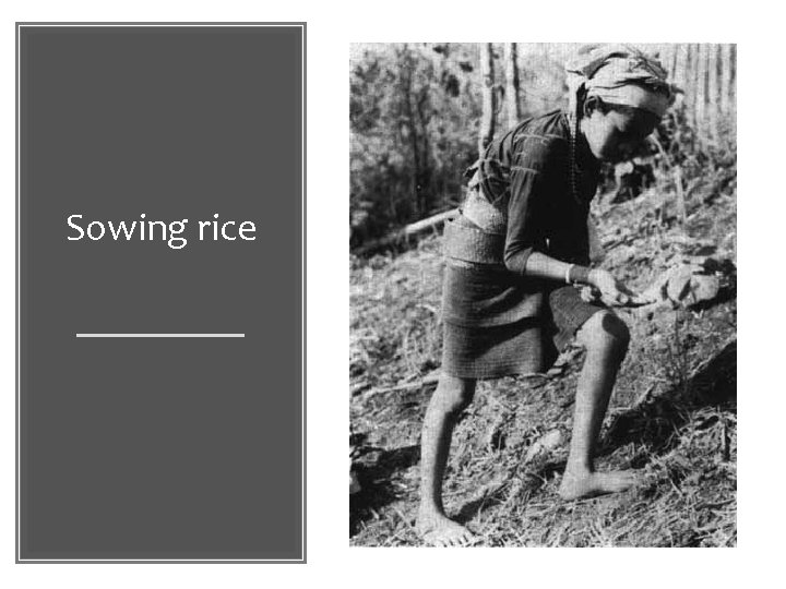 Sowing rice 