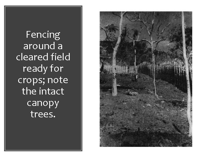 Fencing around a cleared field ready for crops; note the intact canopy trees. 