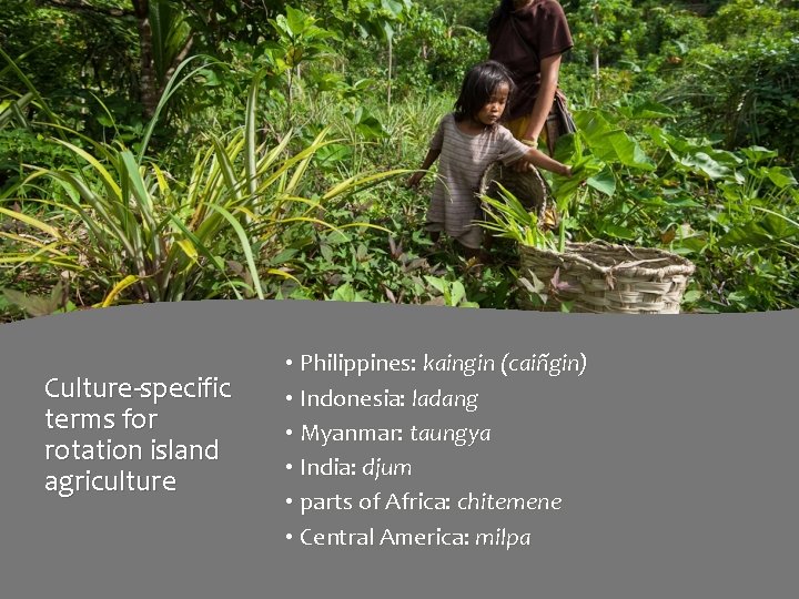 Culture-specific terms for rotation island agriculture • Philippines: kaingin (caiñgin) • Indonesia: ladang •