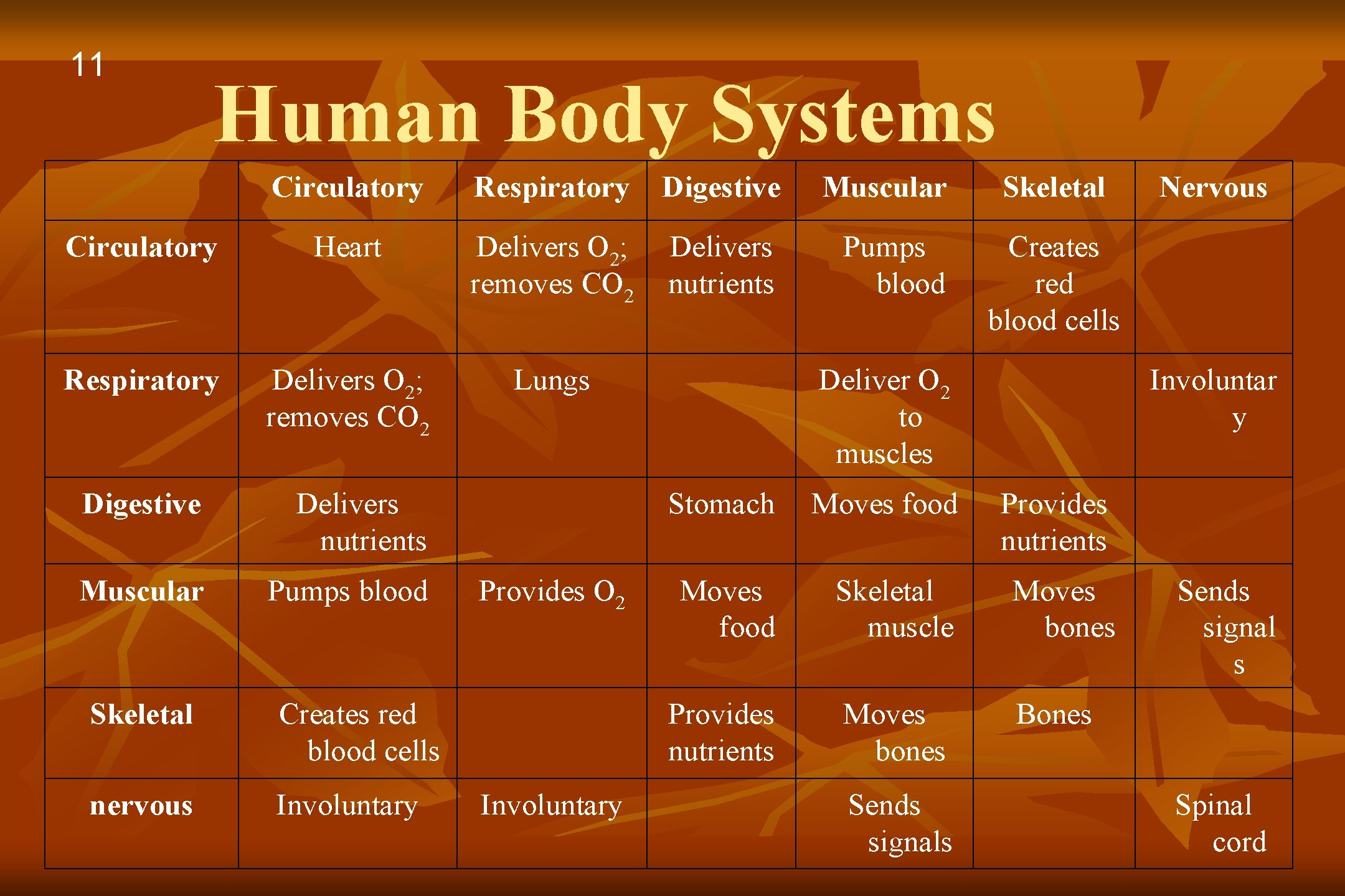 11 Human Body Systems Circulatory Respiratory Digestive Muscular Circulatory Heart Delivers O 2; removes