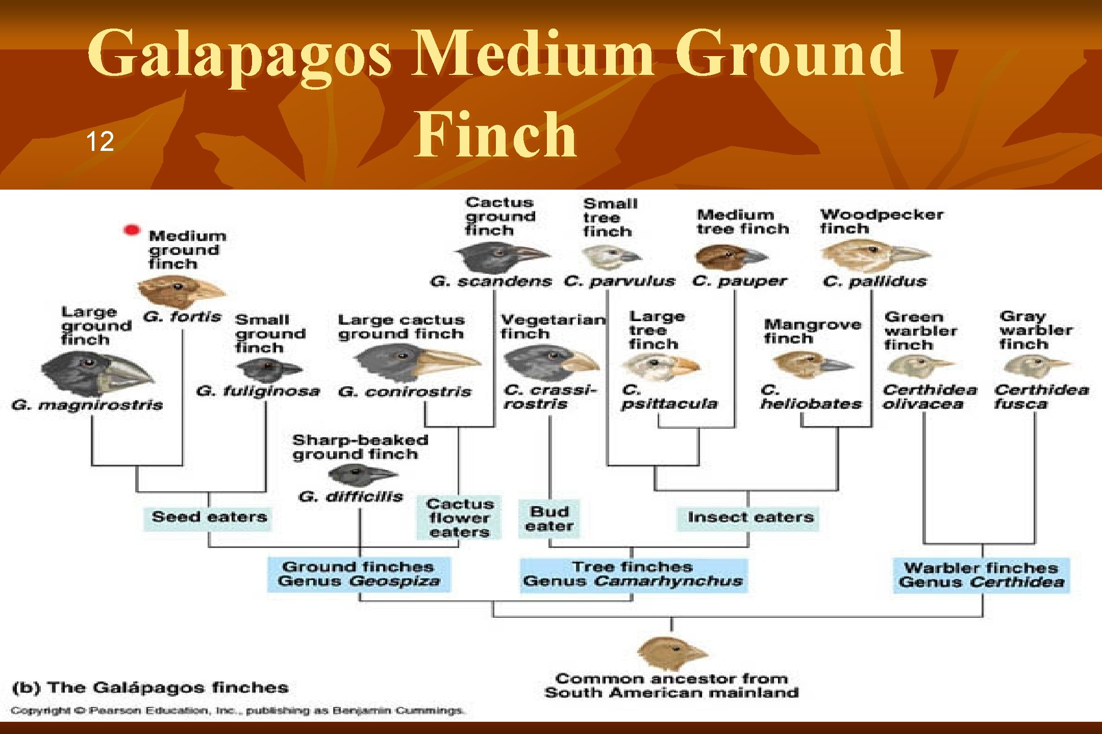 Galapagos Medium Ground 12 Finch 1 