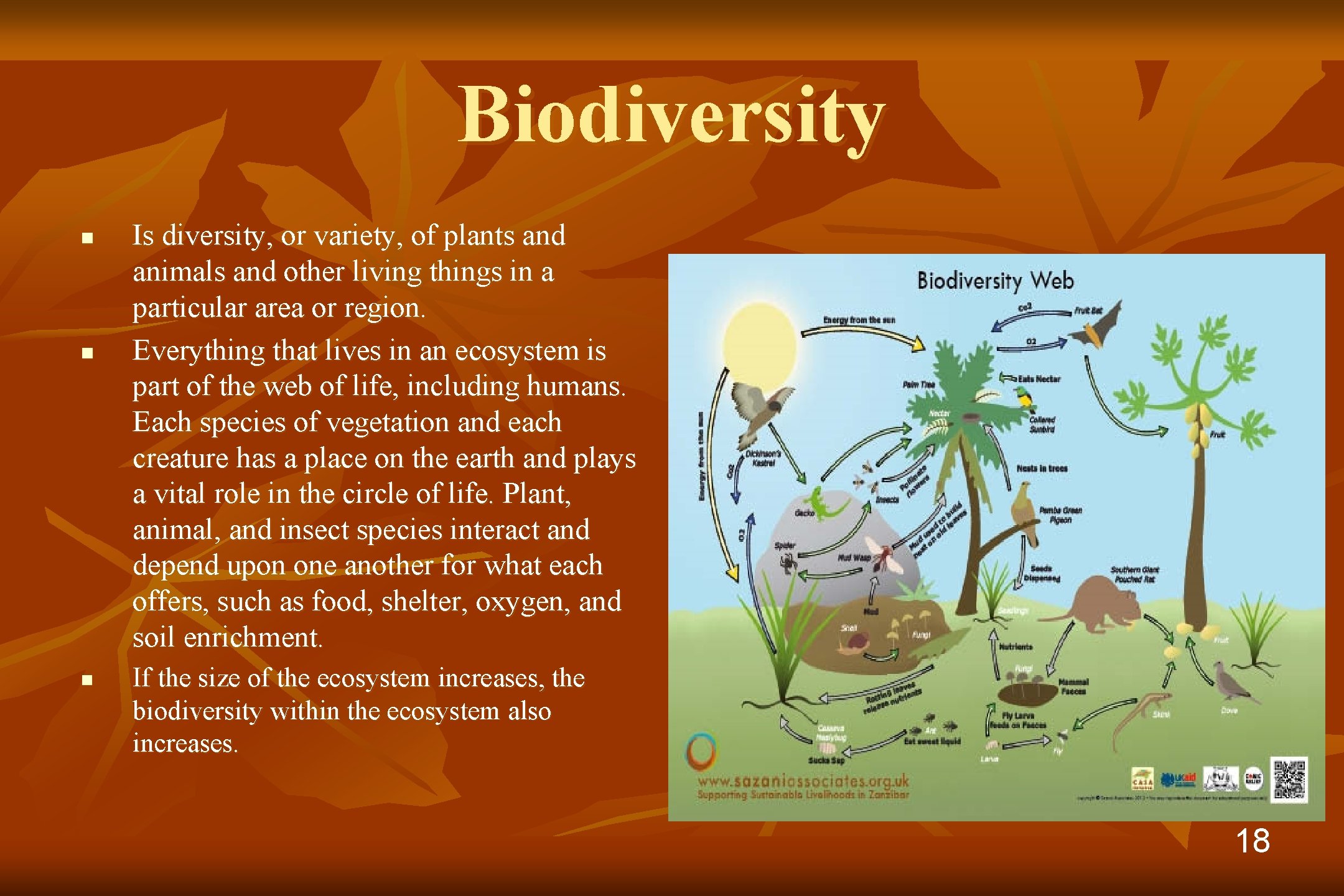 Biodiversity n n n Is diversity, or variety, of plants and animals and other