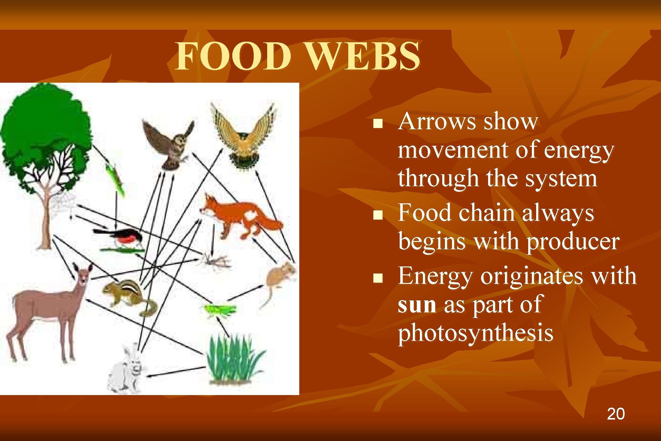FOOD WEBS n n n Arrows show movement of energy through the system Food