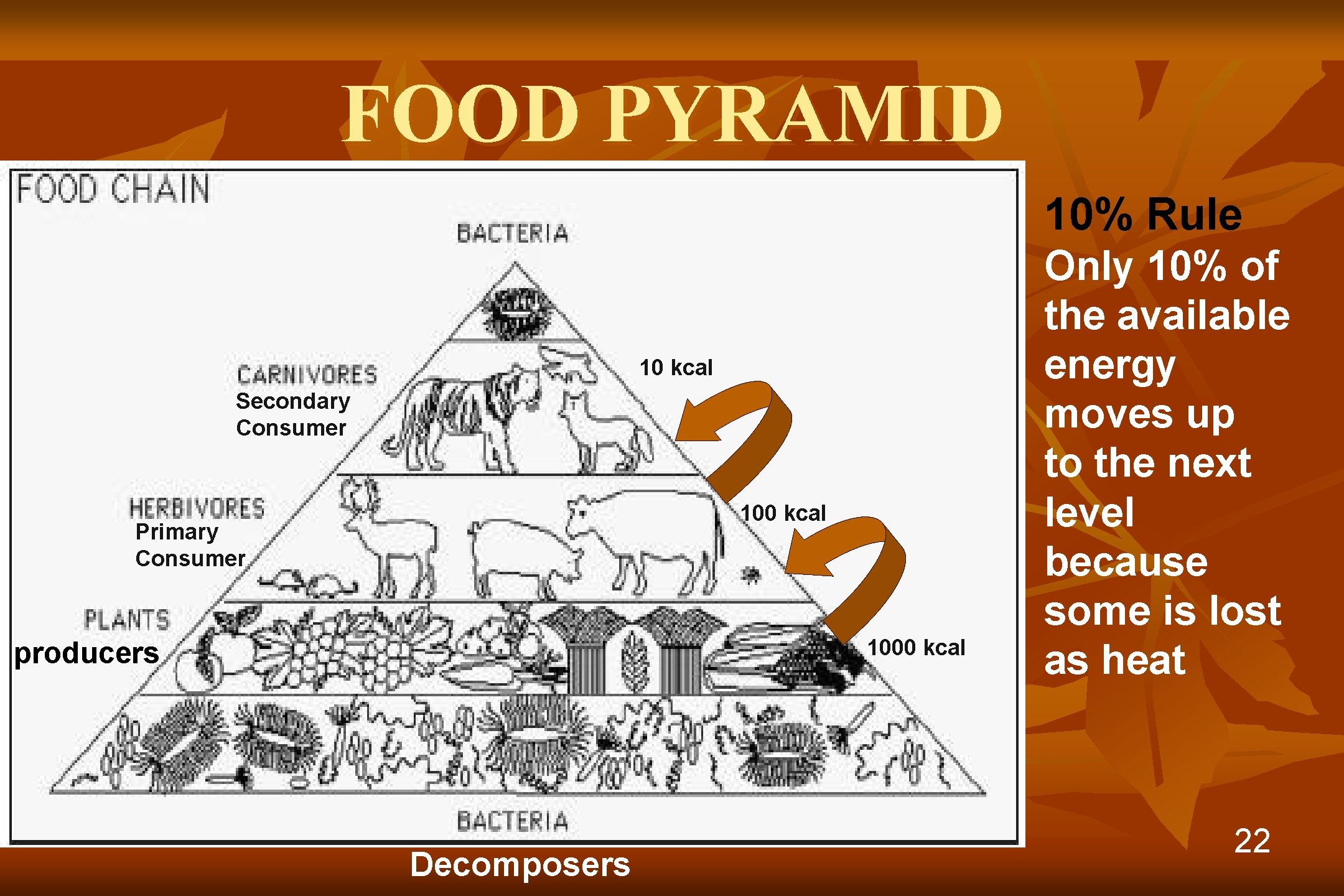 FOOD PYRAMID 10% Rule 10 kcal Secondary Consumer 100 kcal Primary Consumer 1000 kcal