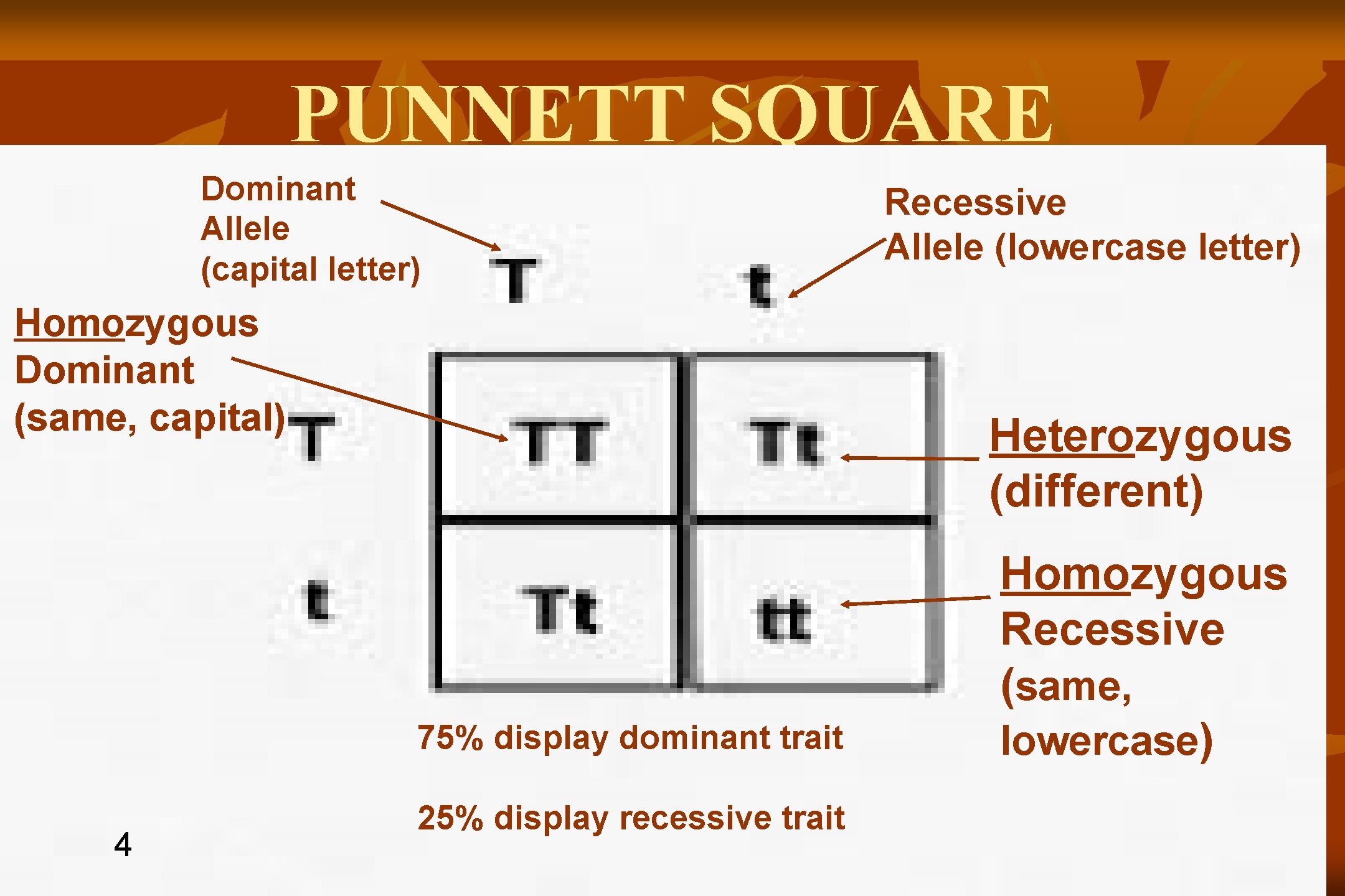 PUNNETT SQUARE Dominant Allele (capital letter) Homozygous Dominant (same, capital) Heterozygous (different) 75% display