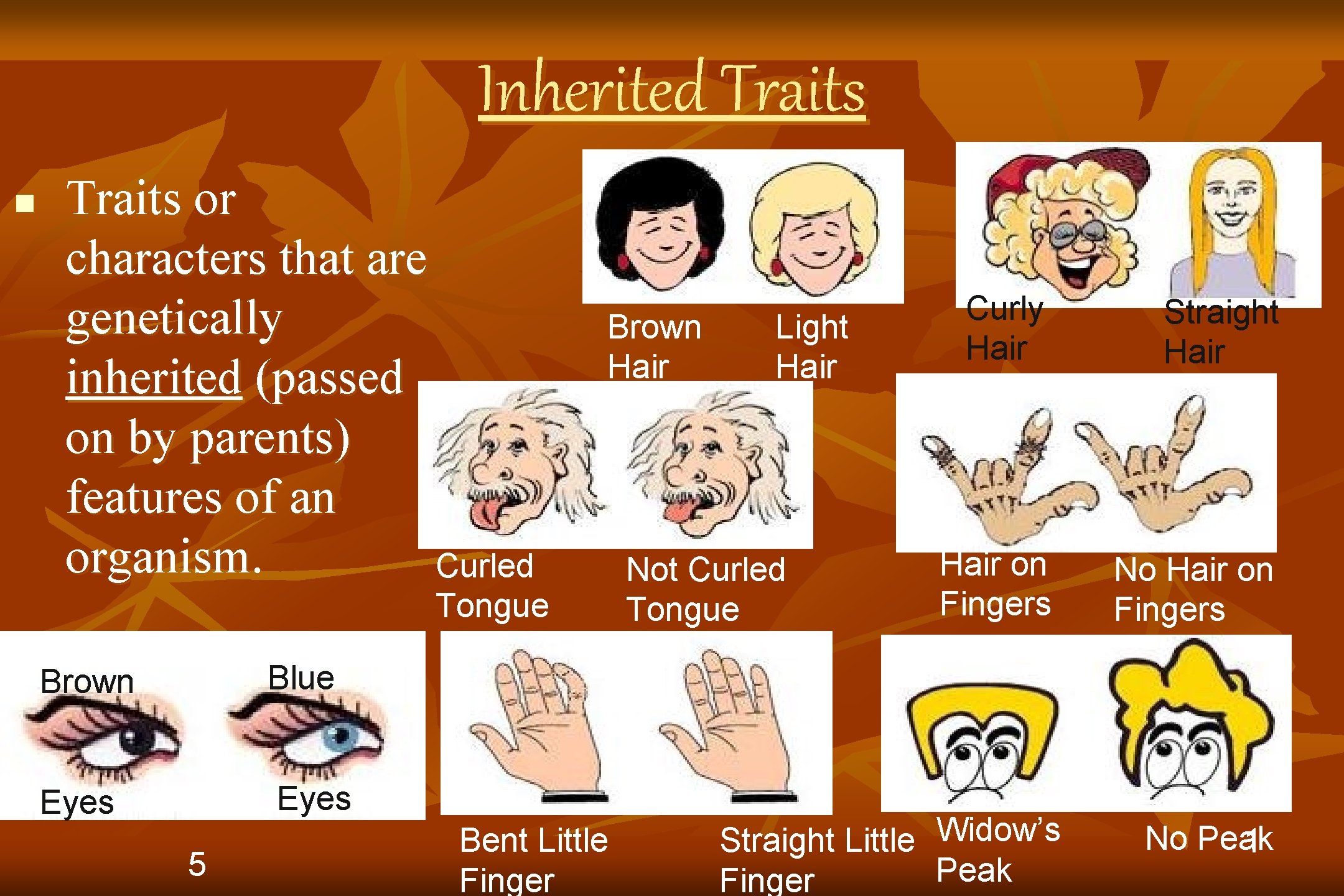 Inherited Traits n Traits or characters that are genetically inherited (passed on by parents)