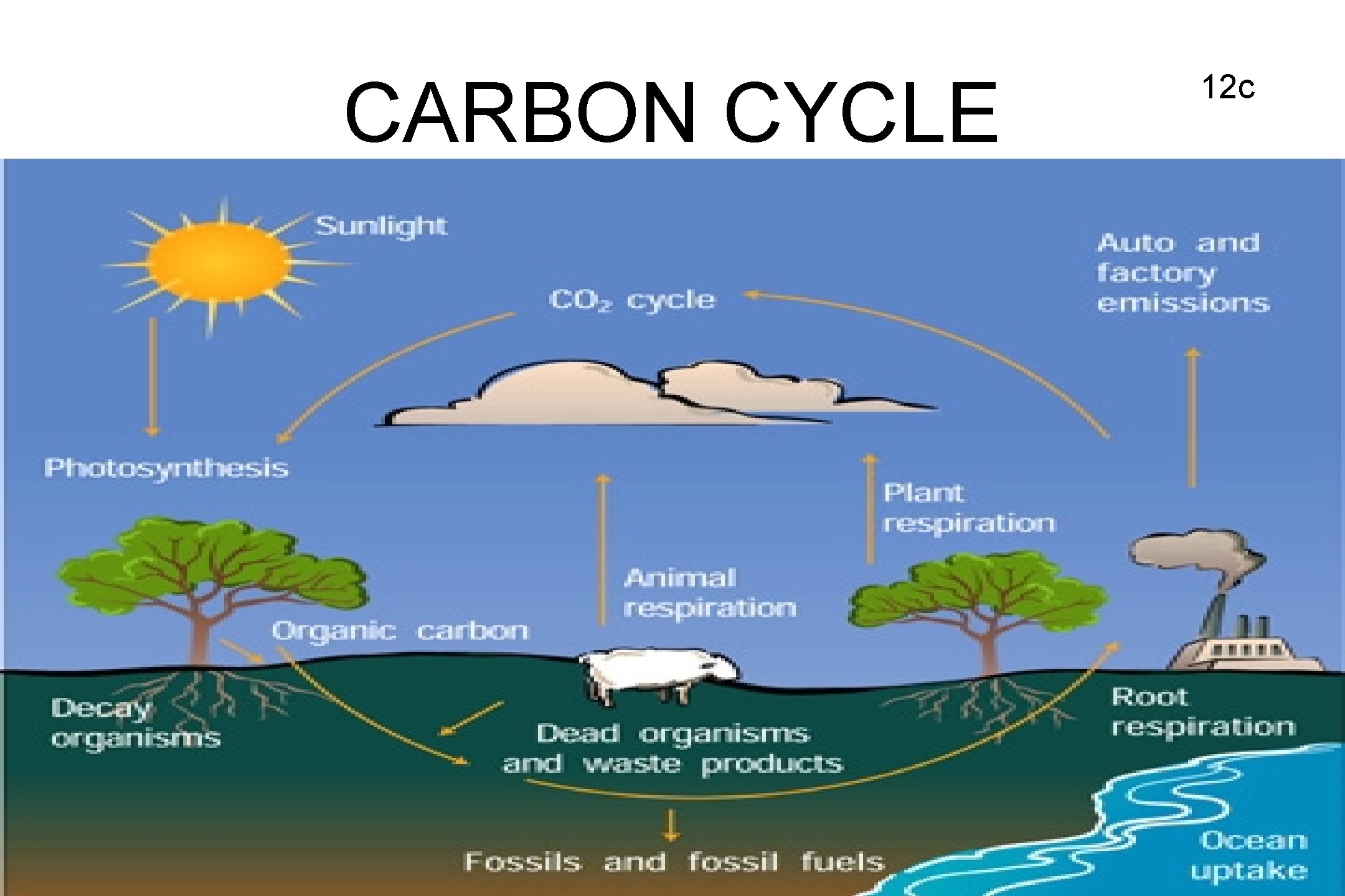 CARBON CYCLE 12 c 