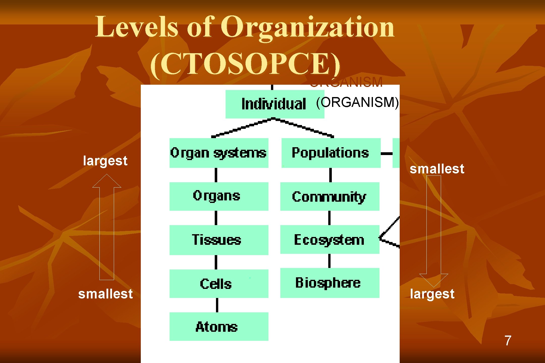 Levels of Organization (CTOSOPCE) ORGANISM (ORGANISM) largest smallest largest 7 