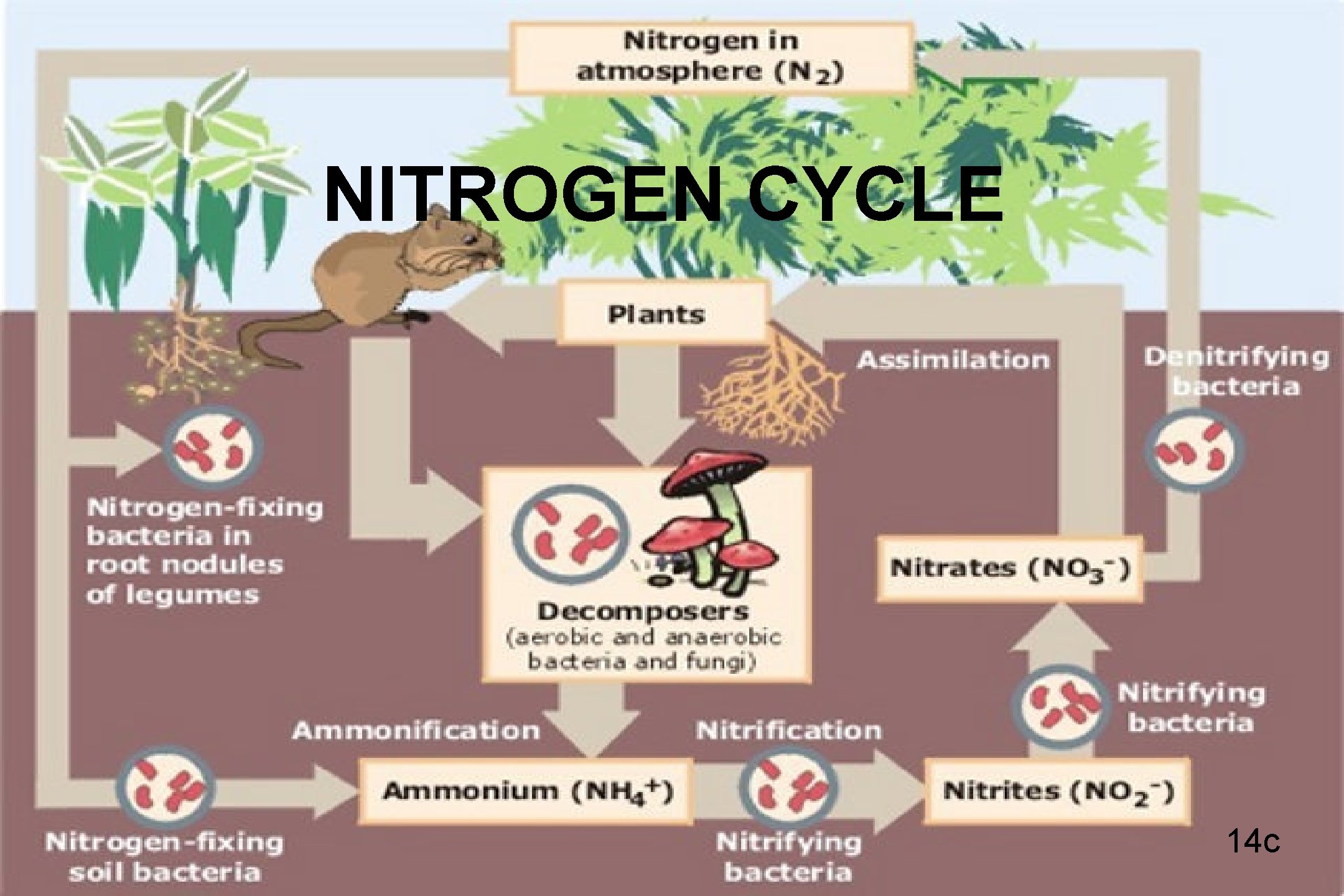 NITROGEN CYCLE 14 c 