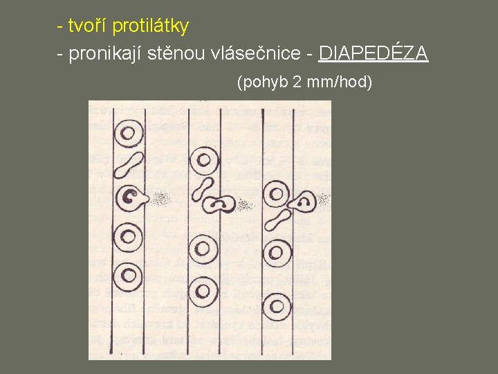 - tvoří protilátky - pronikají stěnou vlásečnice - DIAPEDÉZA (pohyb 2 mm/hod) 