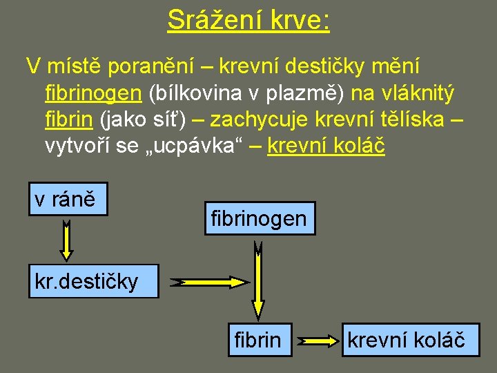 Srážení krve: V místě poranění – krevní destičky mění fibrinogen (bílkovina v plazmě) na