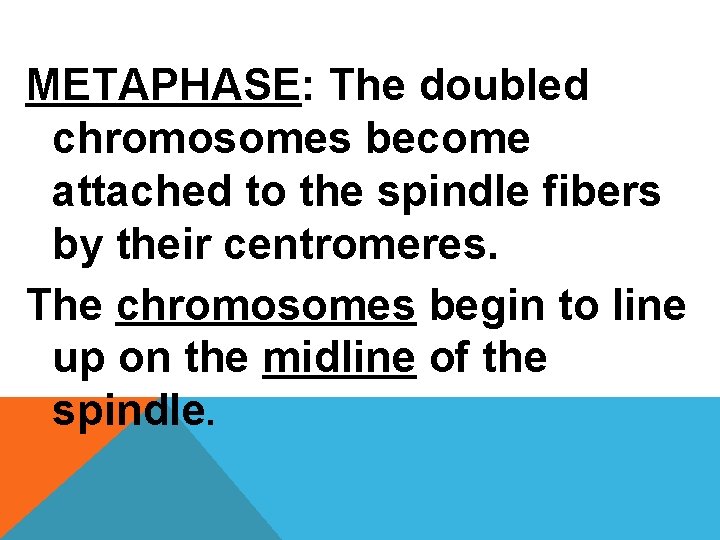 METAPHASE: The doubled chromosomes become attached to the spindle fibers by their centromeres. The