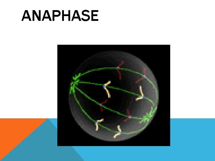 ANAPHASE 