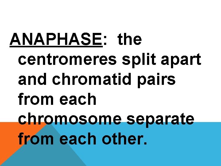 ANAPHASE: the centromeres split apart and chromatid pairs from each chromosome separate from each