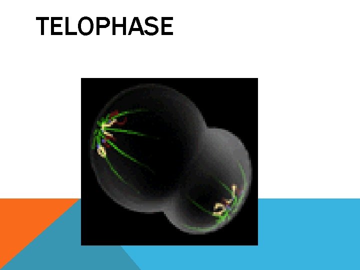 TELOPHASE 