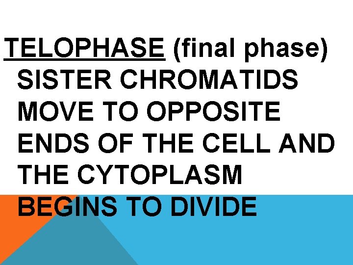 TELOPHASE (final phase) SISTER CHROMATIDS MOVE TO OPPOSITE ENDS OF THE CELL AND THE