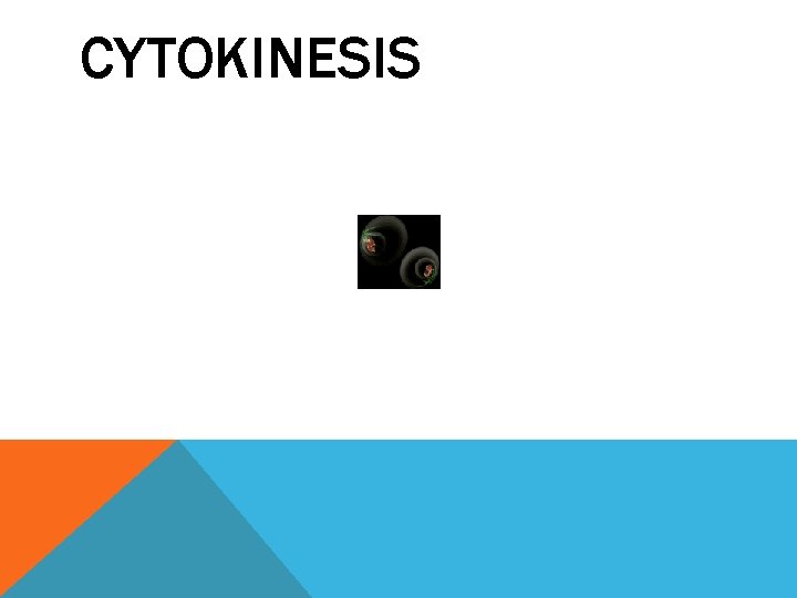 CYTOKINESIS 