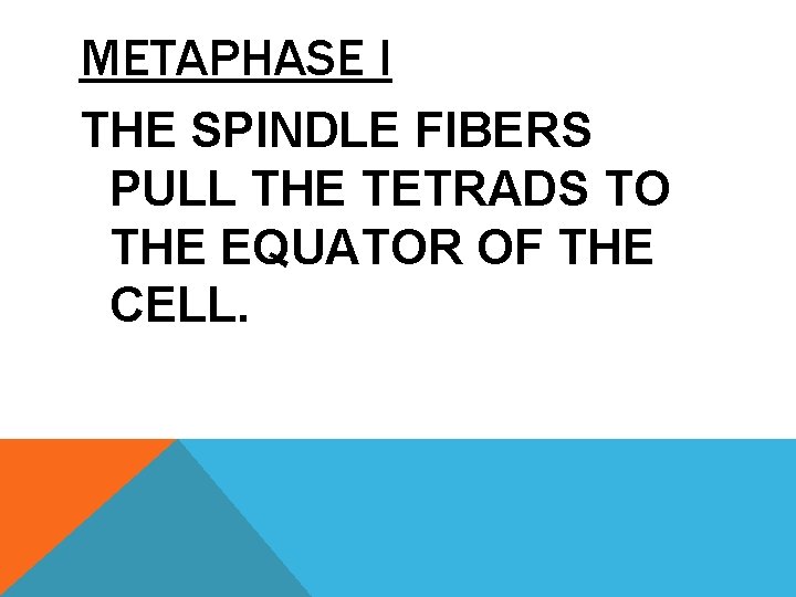 METAPHASE I THE SPINDLE FIBERS PULL THE TETRADS TO THE EQUATOR OF THE CELL.