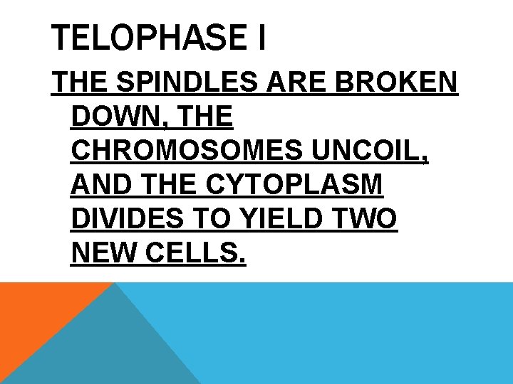 TELOPHASE I THE SPINDLES ARE BROKEN DOWN, THE CHROMOSOMES UNCOIL, AND THE CYTOPLASM DIVIDES