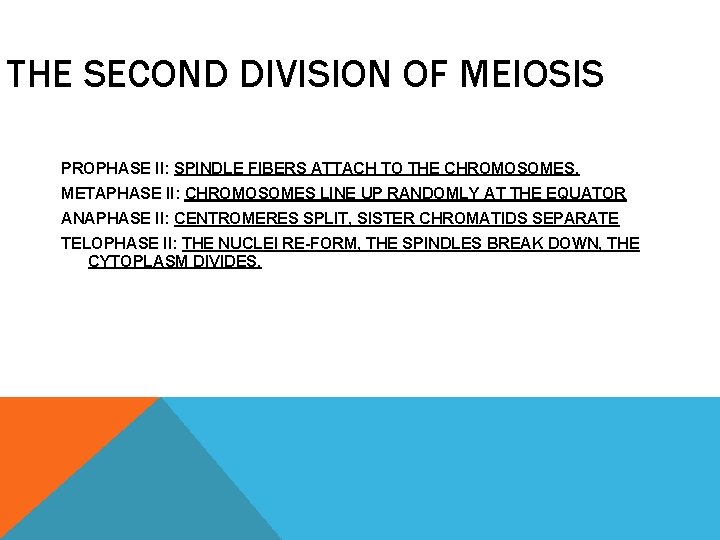 THE SECOND DIVISION OF MEIOSIS PROPHASE II: SPINDLE FIBERS ATTACH TO THE CHROMOSOMES. METAPHASE