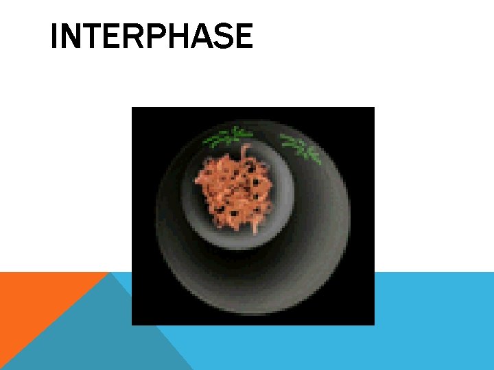 INTERPHASE 