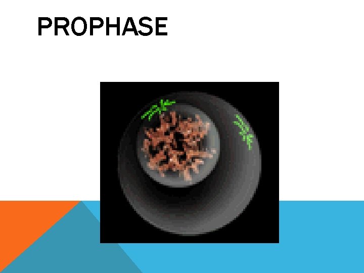 PROPHASE 