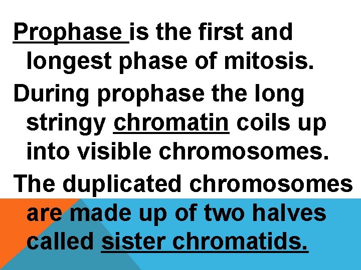 Prophase is the first and longest phase of mitosis. During prophase the long stringy