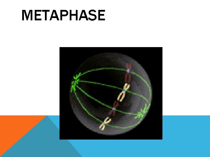 METAPHASE 