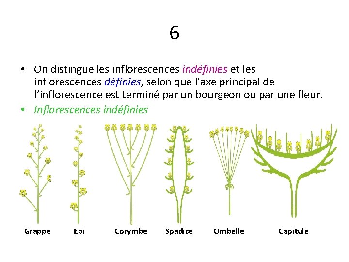 6 • On distingue les inflorescences indéfinies et les inflorescences définies, selon que l’axe