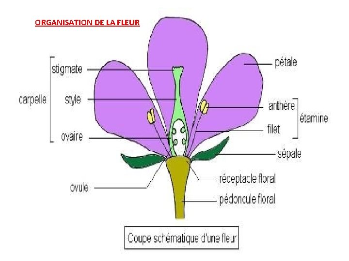 ORGANISATION DE LA FLEUR 