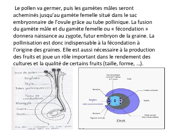 Le pollen va germer, puis les gamètes mâles seront acheminés jusqu’au gamète femelle situé